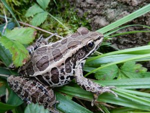 Amphibians are sensitive to environmental conditions