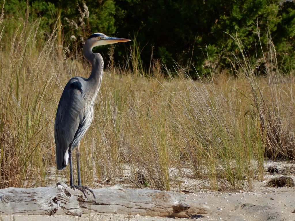 bird-great-blue-heron-nc-coast-kg-north-carolina-wetlands