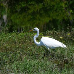 Who Lives in our Wetlands? : North Carolina Wetlands
