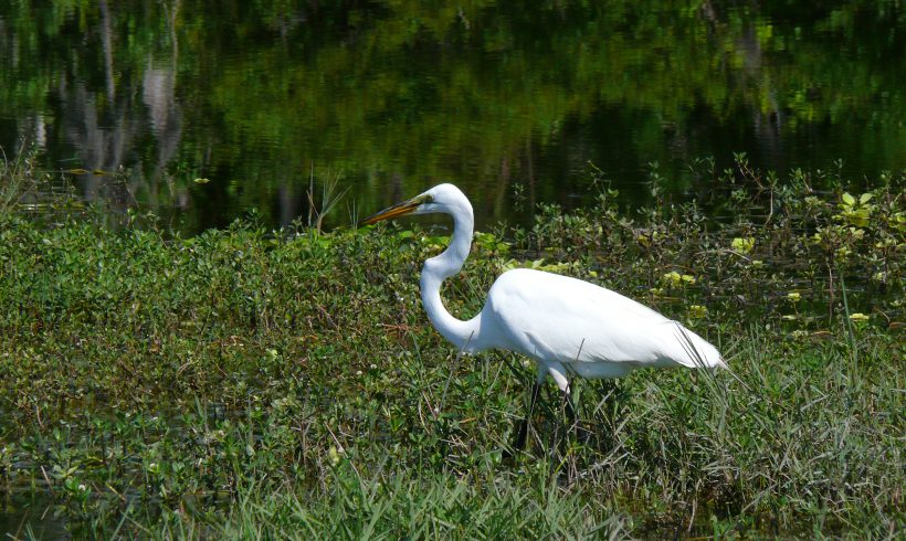 Isolated Wetland Hydrologic Connectivity, Water Quality Function, and Biota