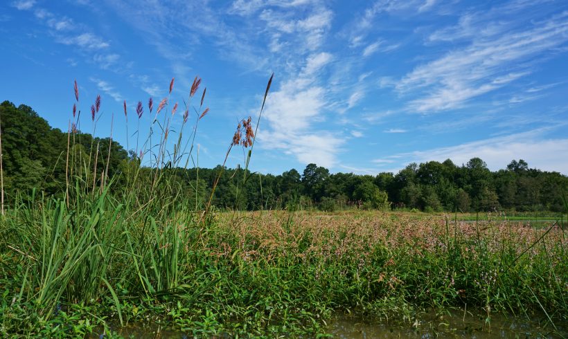 Compensatory Stream and Wetland Mitigation in North Carolina: An Evaluation of Regulatory Success
