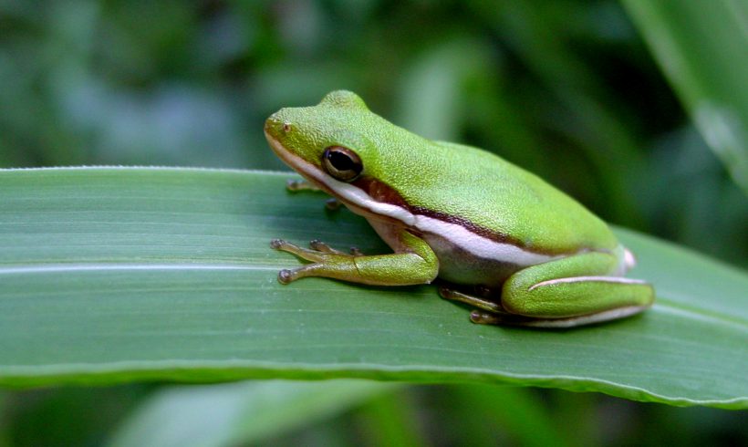 Amphibian & Macroinvertebrate Communities in Restored & Reference Wetlands