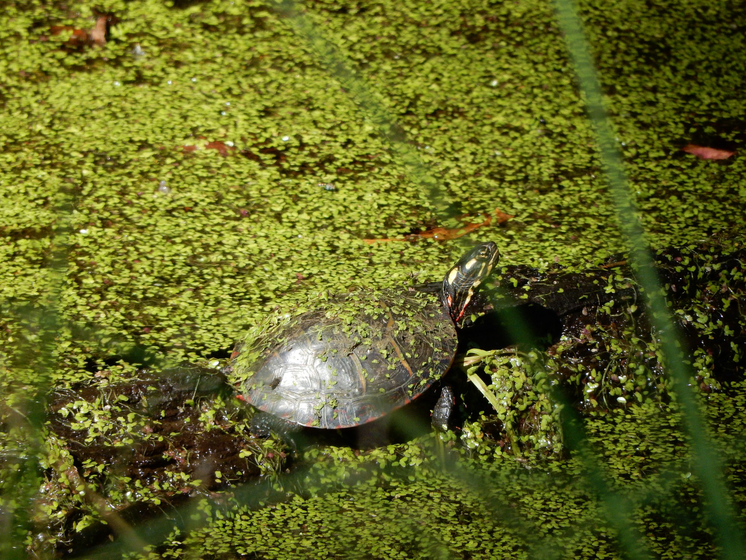 reptile painted turtle in ditch near North River Gameland ncwetlands KG (1)