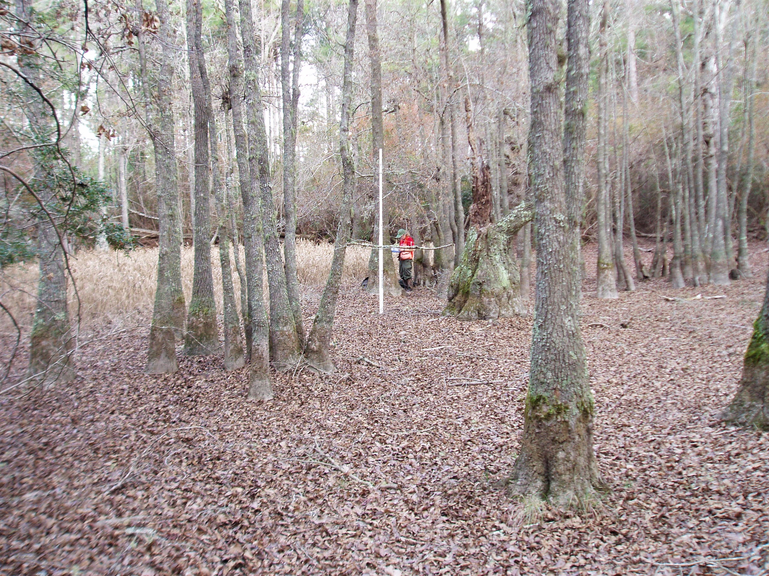 An isolated wetland in North Carolina