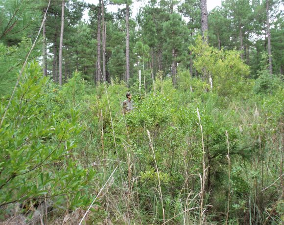 Candidate site that was confirmed to be a wetland