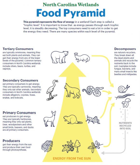 Food Pyramid in a wetland : North Carolina Wetlands
