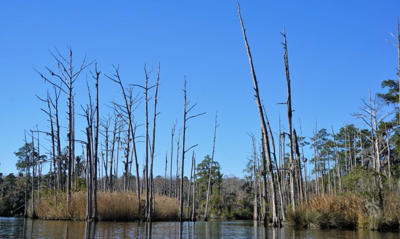 Assessment of Change in North Carolina Coastal Plain Wetlands