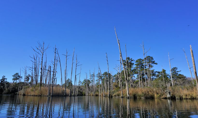 Assessment of Change in North Carolina Coastal Plain Wetlands