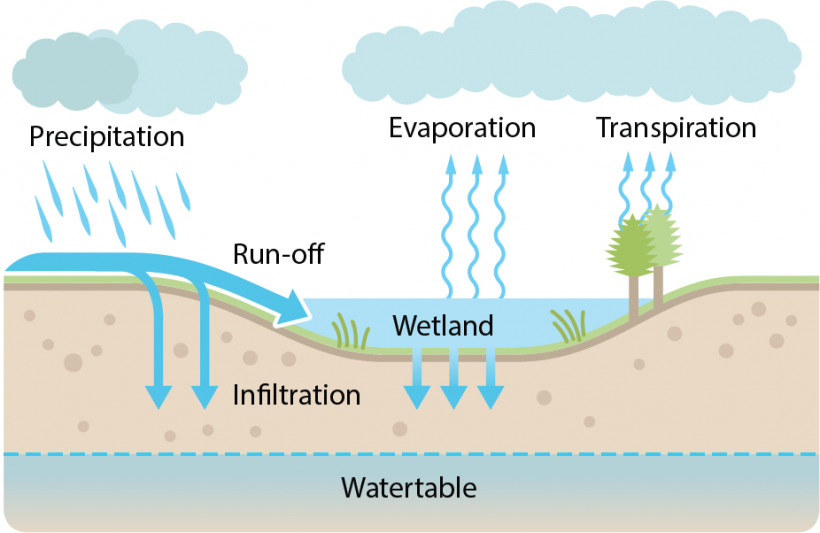 NCWetlands Wetland water cycle North Carolina Wetlands