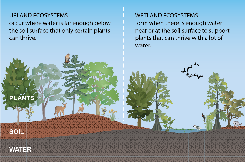 wetlands vs upland graphic.