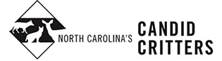 North Carolina - Candid Critters
