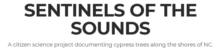 North Carolina - Sentinels of the Sound - health of cypress trees