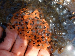 The particular amphibian species using a wetland can indicate the quality of that wetland