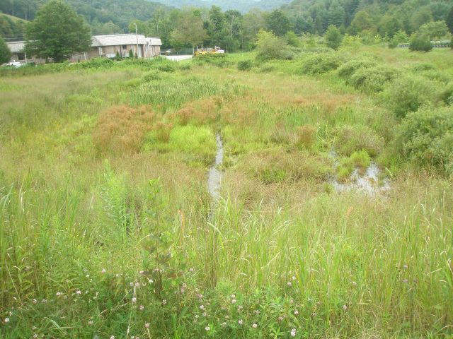 Field Evaluation of Restored Mitigation Wetlands in North Carolina