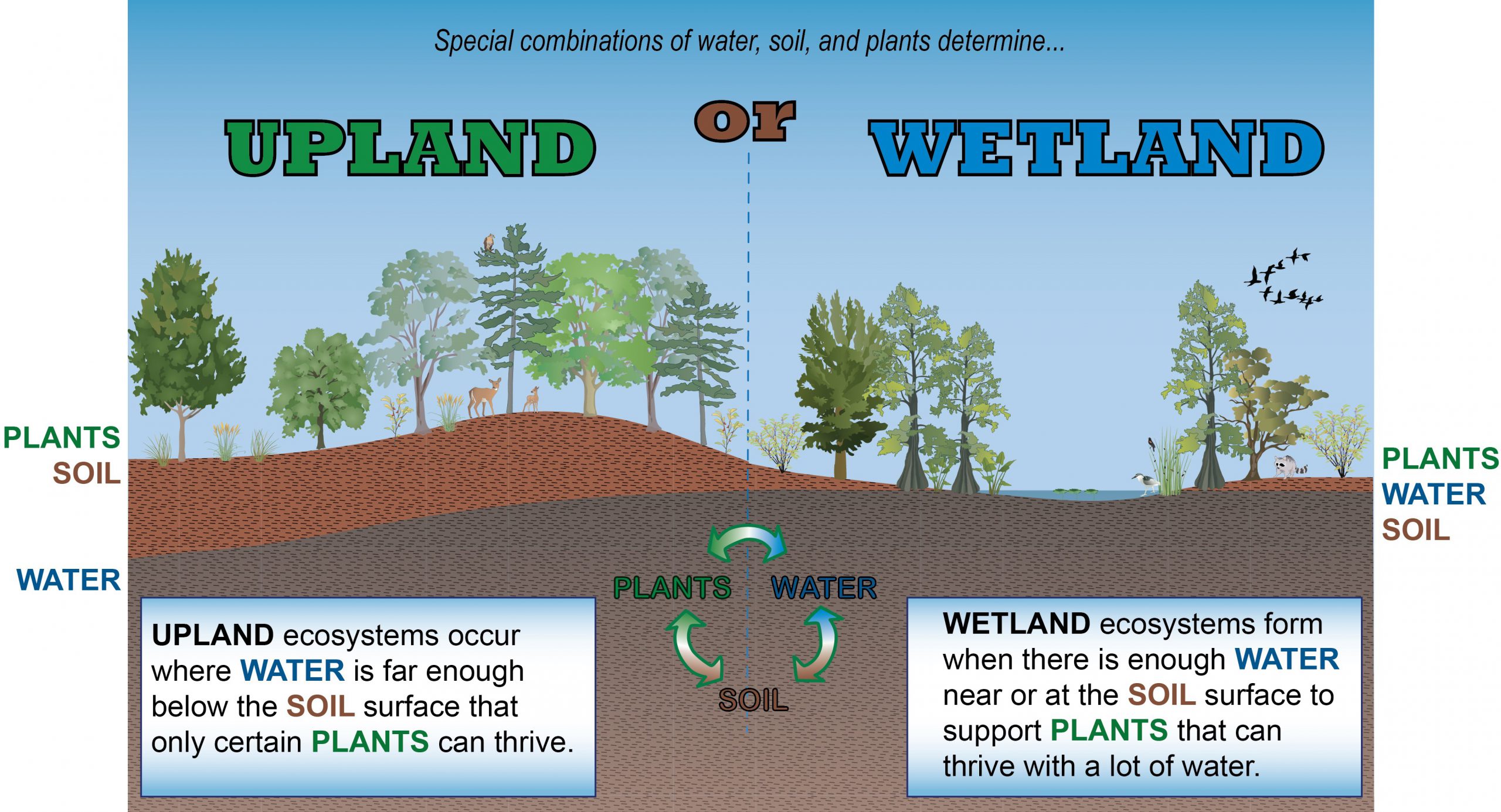 conceptual diagram Wetland vs upland KG-02