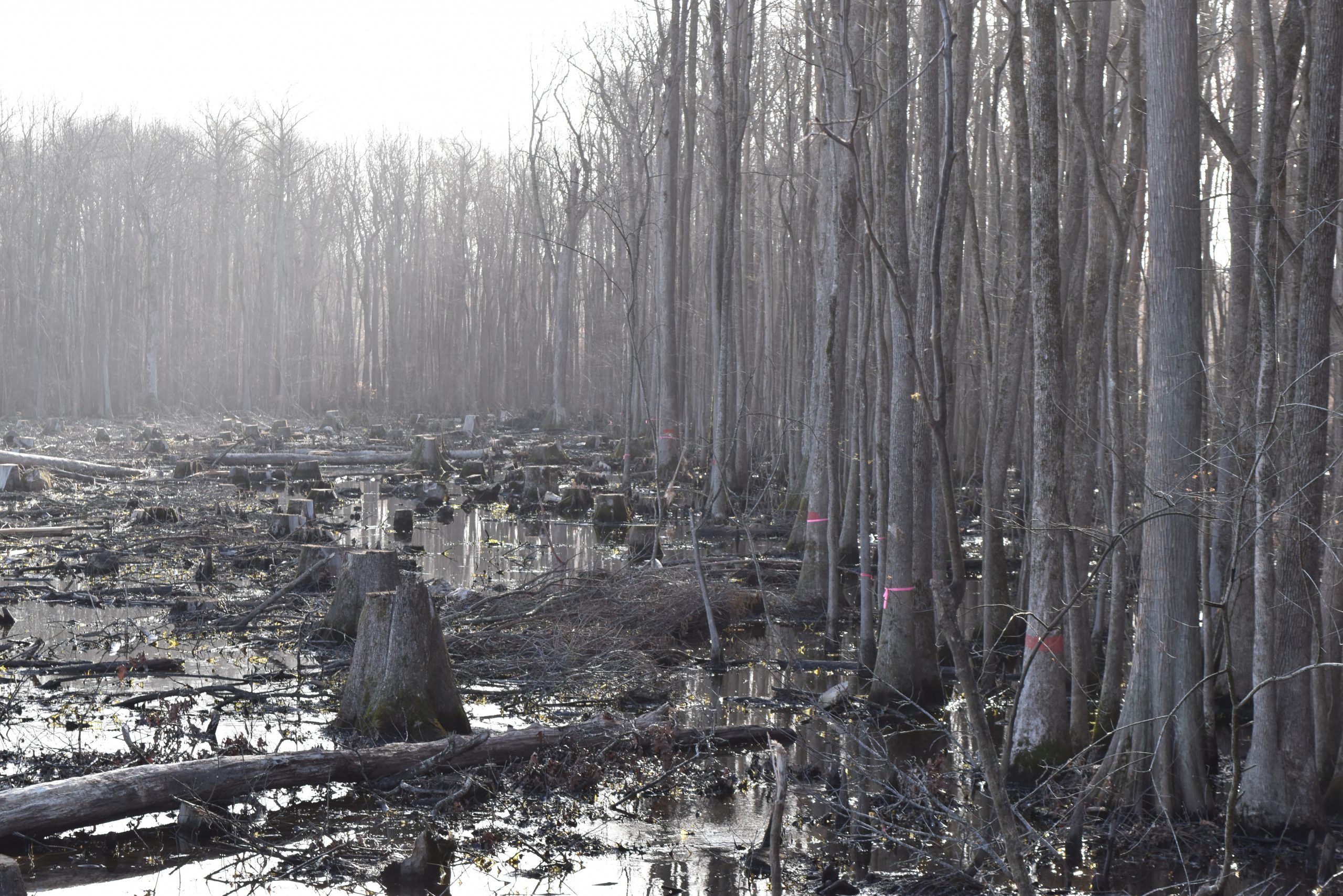 cutover cypress swamp AM (7)