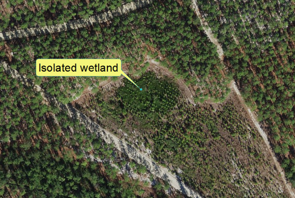 Example of an isolated wetland in North Carolina′s Coastal Plain