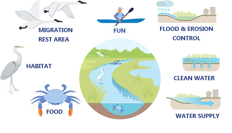 research topics related to wetlands