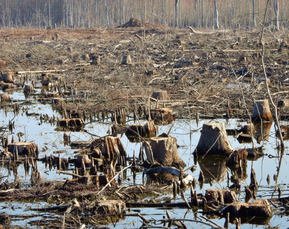 Logging hinders wetland function.