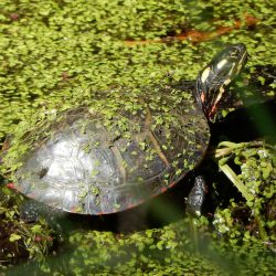 Keystone Species that Live in Ponds, Streams, & Wetlands