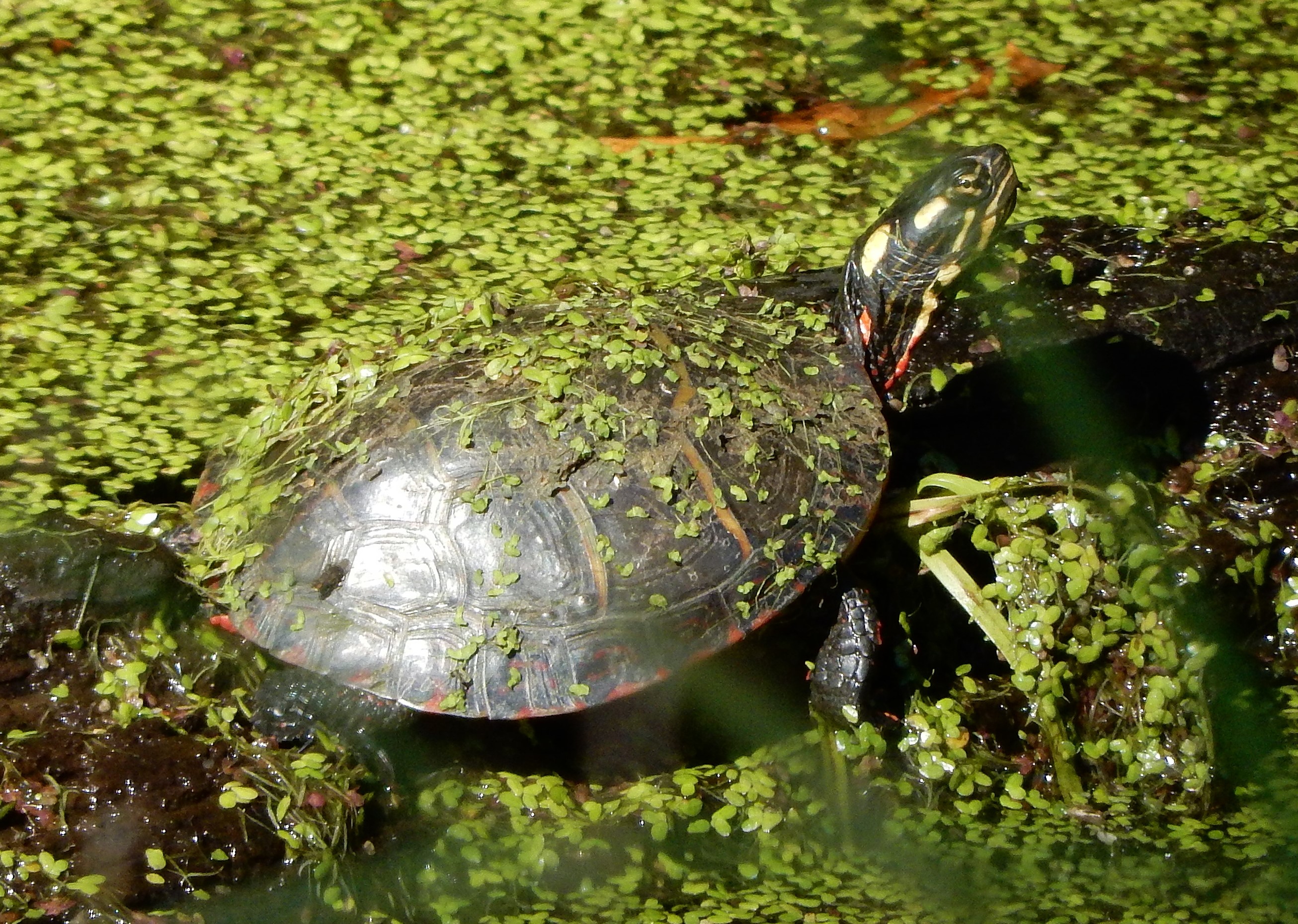 reptile painted turtle in ditch near North River Gameland ncwetlands KG 