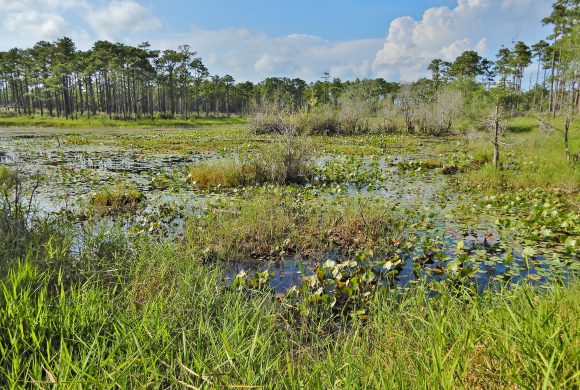 Freshwater Marsh 