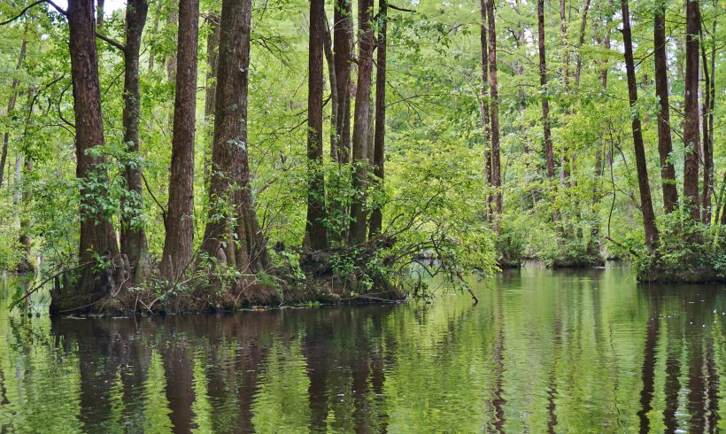 Southeast States Wetland Monitoring Project – Forested Wetlands