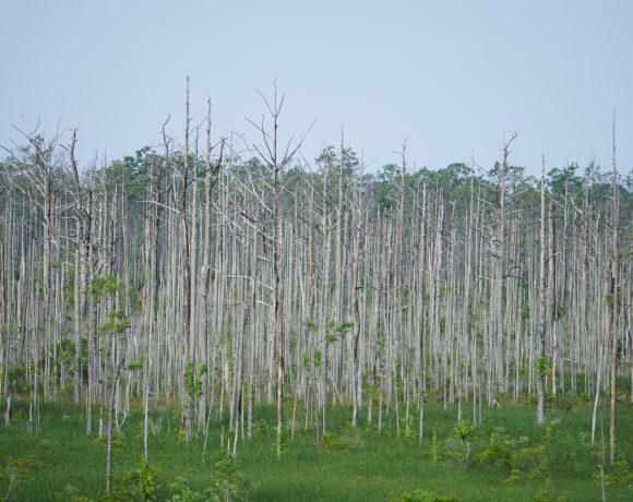 Saltwater intrusion has killed these trees.