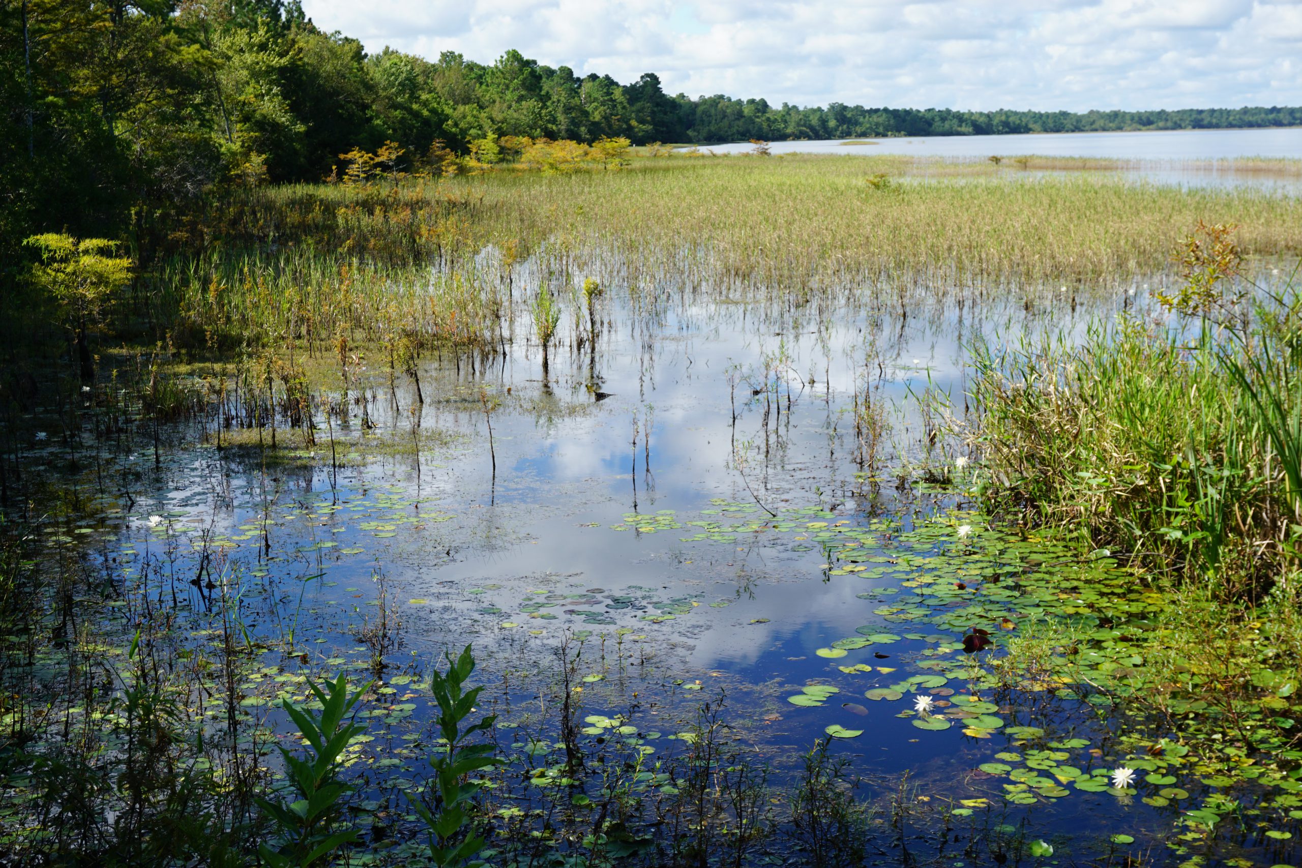 Wetlands. Водно-болотные угодья Бехер-Пойнт. Водно-болотные угодья Ибера. Водно-болотные угодья Альдикон. Искусственные водно-болотные угодья.