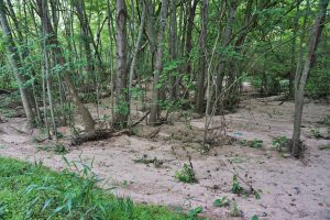 Too much sediment washing into a wetland can destroy habitat and reduce flood capacity.