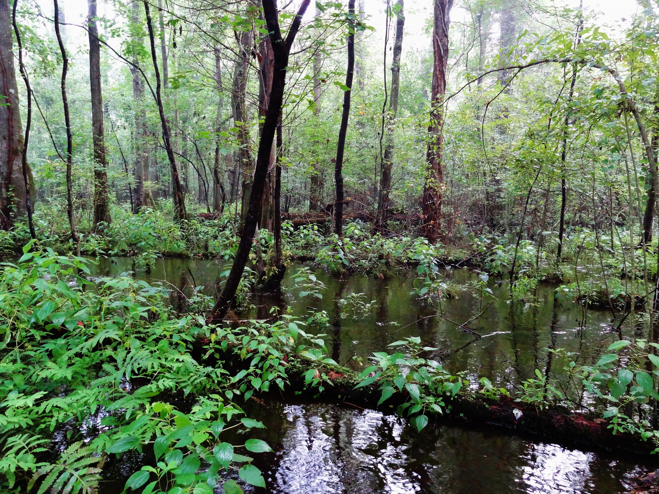 scene riverine swamp forest Seawatch NC KG