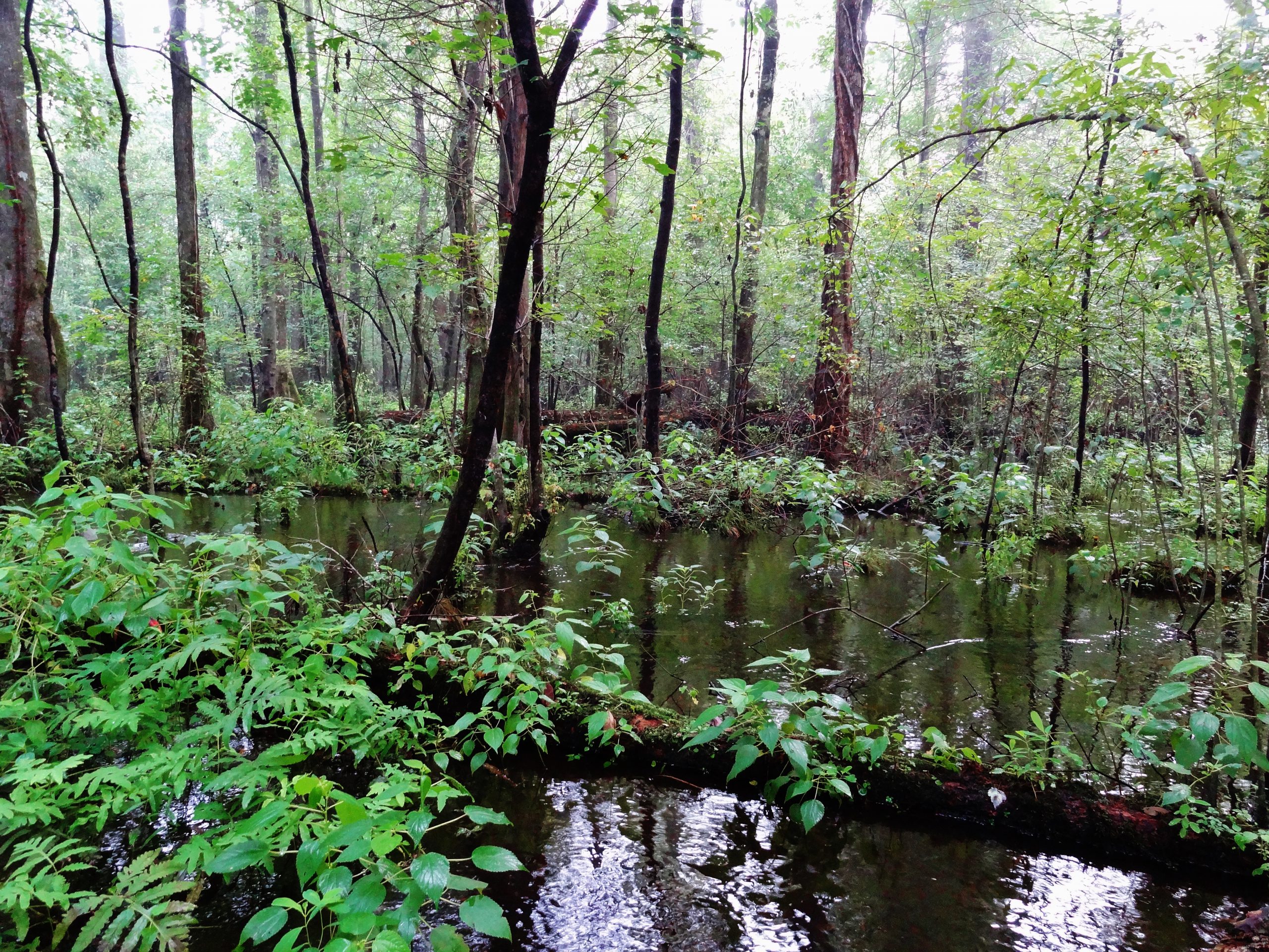 Southeast states wetland monitoring project - Forested wetlands.