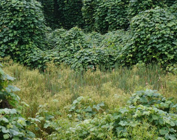 The invasive species kudzu is threatening to overwhelm this wetland.