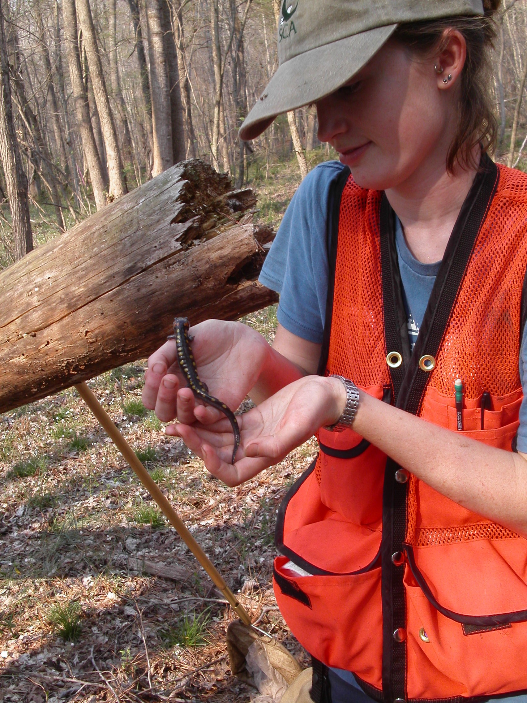 scientist with spotted salamander