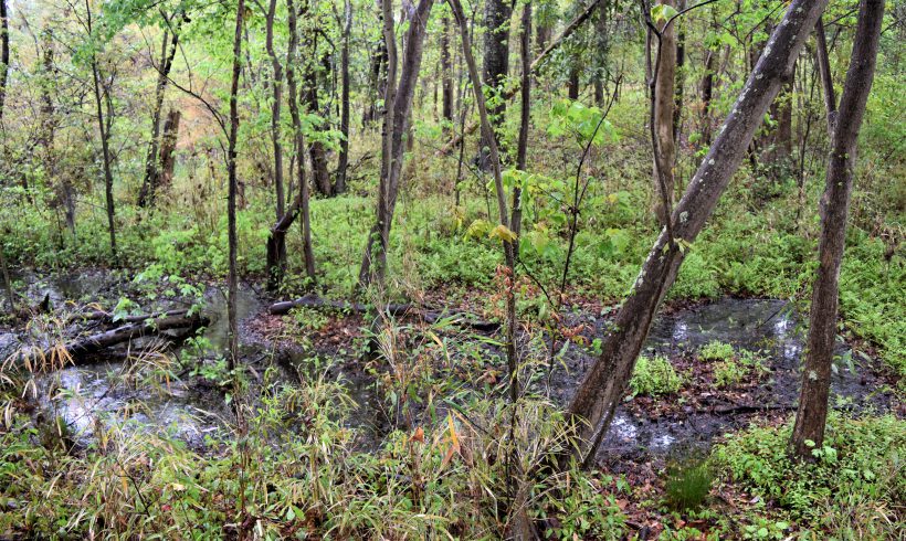 Study of Headwater Wetlands in the North Carolina Coastal Plain and Piedmont