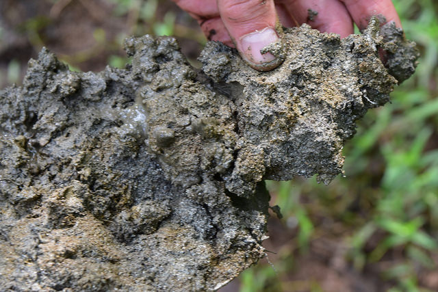 soils Haw River SP ncwetlands
