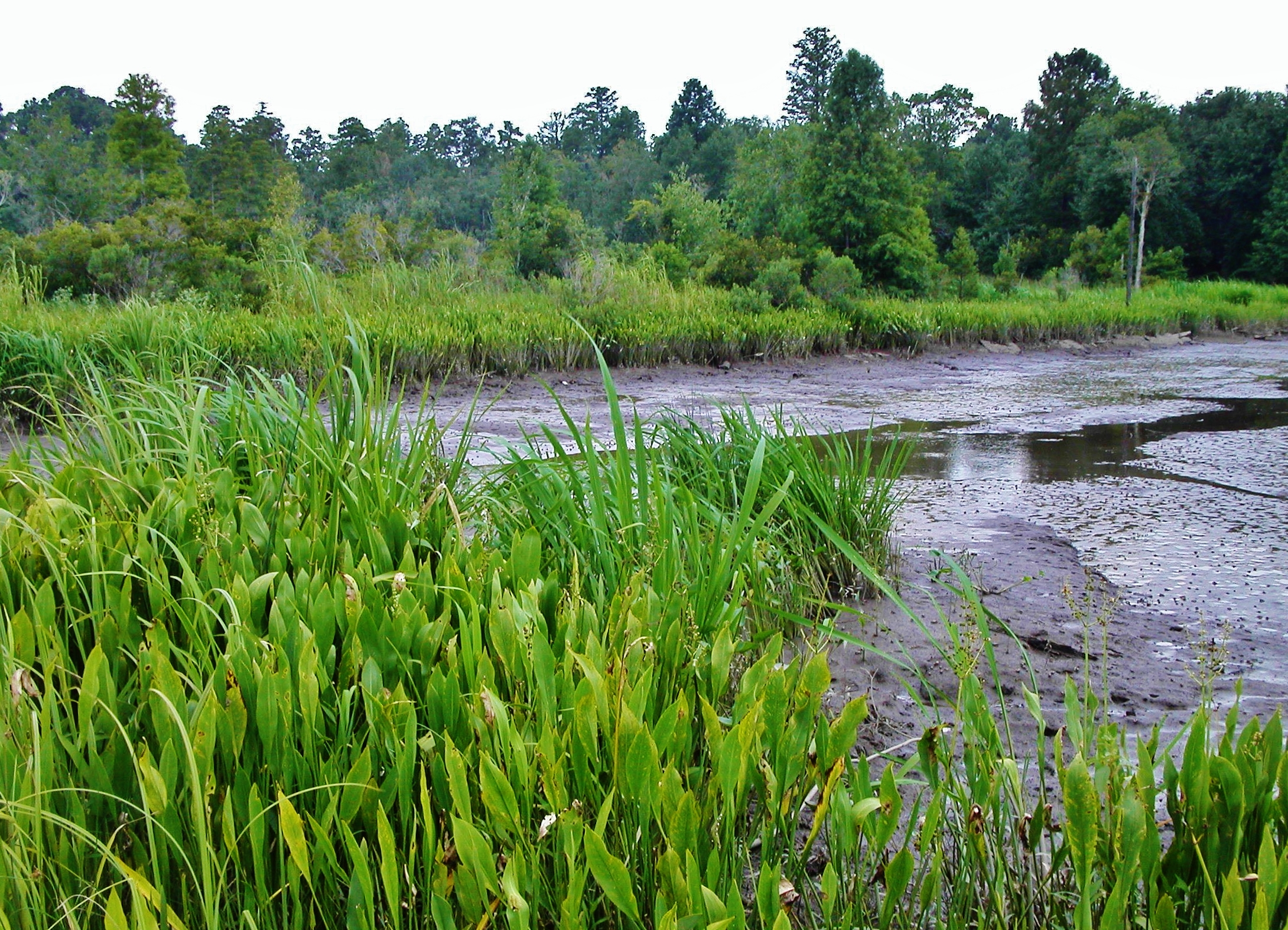 What Kinds of Wetlands are in NC? : North Carolina Wetlands