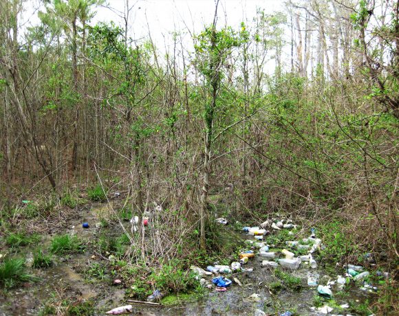 Trash in wetlands endangers animals and damages their habitats.